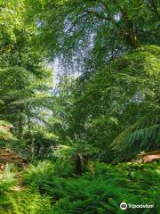 Canonteign Falls