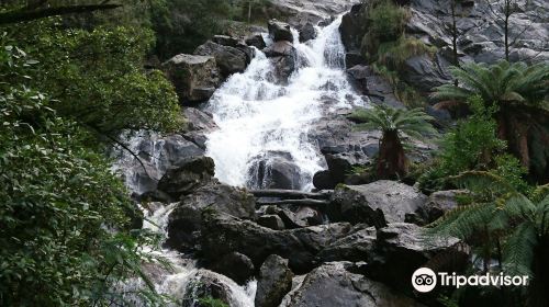 St Columba Falls Track