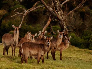 Kragga Kamma Game Park