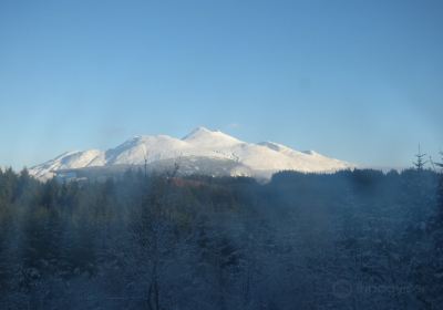 Fearnoch Forest