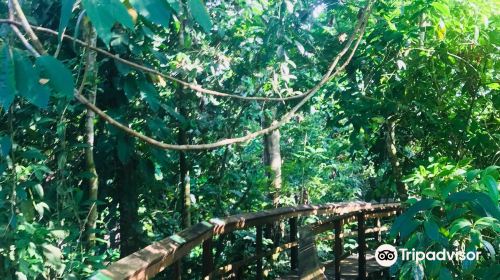 Cinco Ceibas Rainforest Reserve and Adventure Park