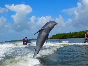 Capt Ron’s Awesome Everglades Adventures