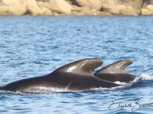 Captain Zodiac Whale Cruise
