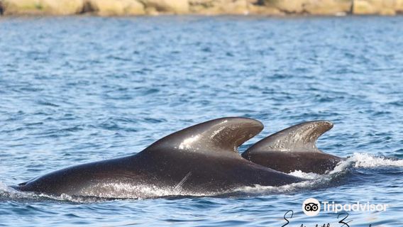 Captain Zodiac Whale Cruise