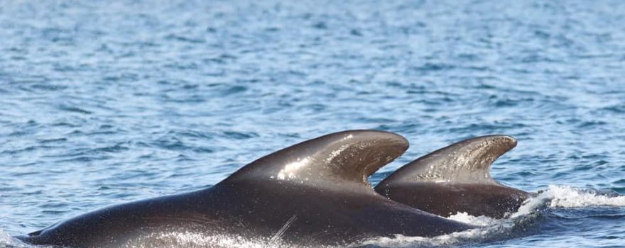 Captain Zodiac Whale Cruise