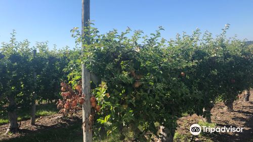 Belkin Family Lookout Farm Dining, Market, & Fruit U-Pick