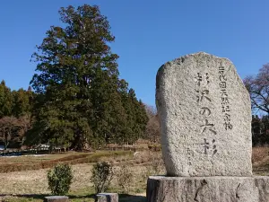 Sugisawa Giant Cedar Tree