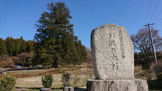 Sugisawa Giant Cedar Tree