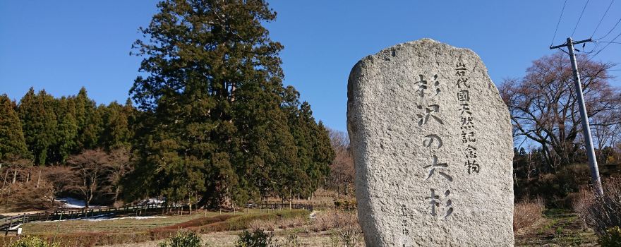 Sugisawa Giant Cedar Tree
