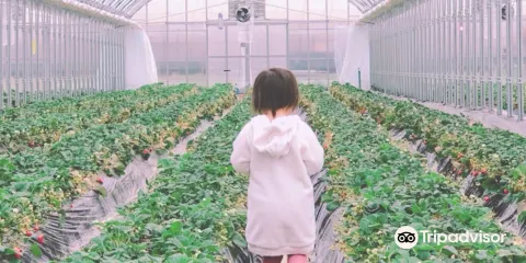 Miyabi Farm