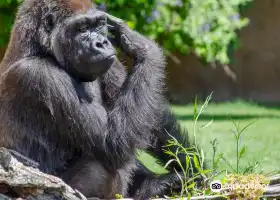 Bioparc Fuengirola