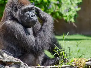 フエンヒローラ動物園