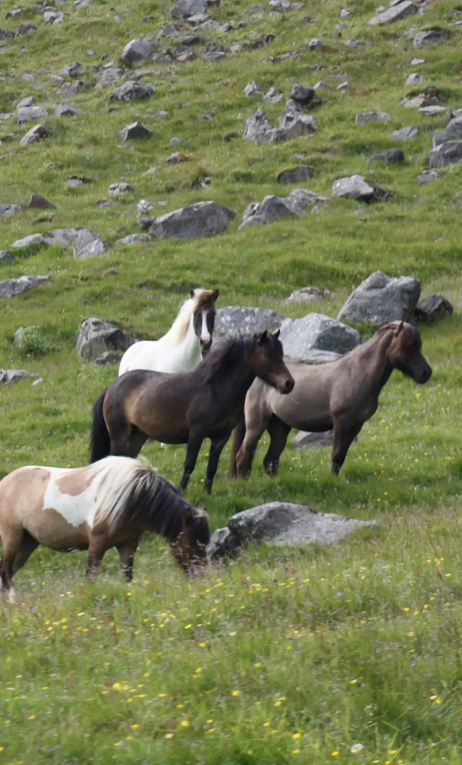 Kirkjubolshofn Cove附近的飯店