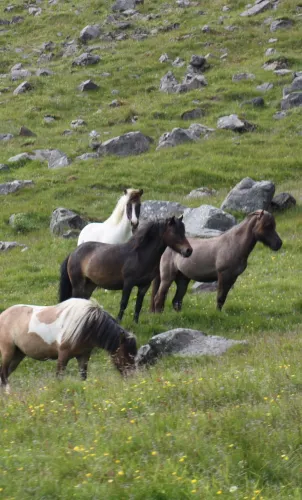 Eskifjordur