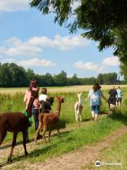 Alpakas & Lamas vom Pointnerhof