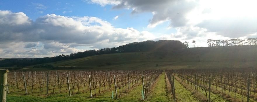 Cottonworth Vineyard