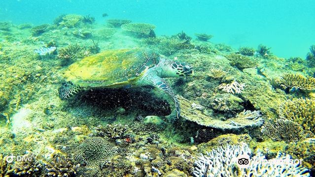 Divers Land Dive Club Trincomalee