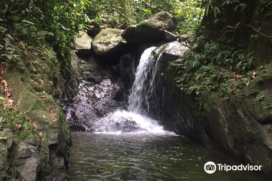 Jungle Trekking Sumatra