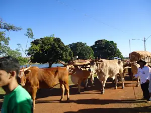 Carreirodromo de Trindade