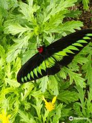 Cameron Highland Butterfly Farm