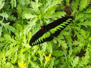 Cameron Highland Butterfly Farm