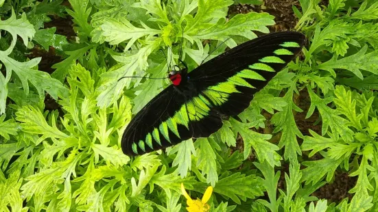 Cameron Highland Butterfly Farm