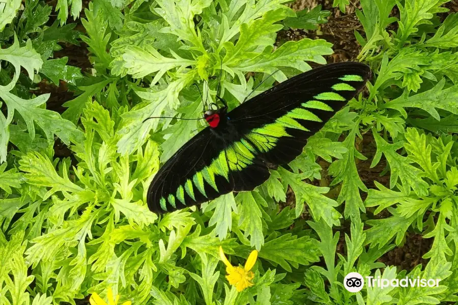 Cameron Highland Butterfly Farm