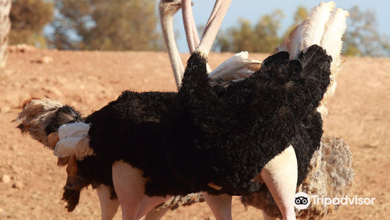 National Zoo Rabat Morocco