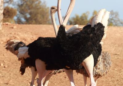 Jardin Zoologique de Rabat