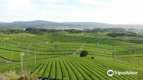 Yame Chuo Tea Garden