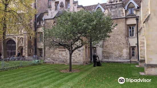 Newton's Apple Tree