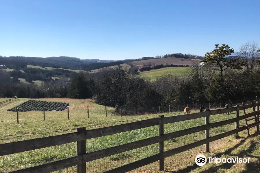 Point of View Alpacas