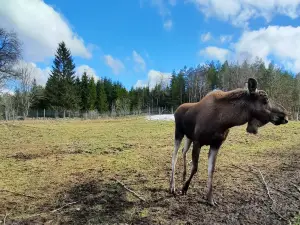 Elinge Elk Park