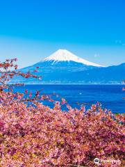 河津川 河津桜並木