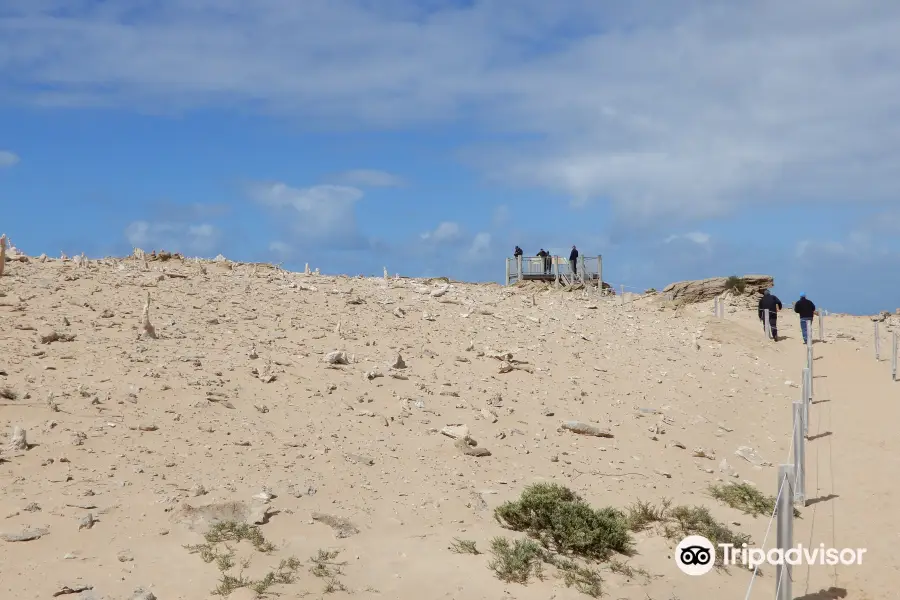 Calcified Forest Track