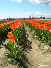 Tulip Town