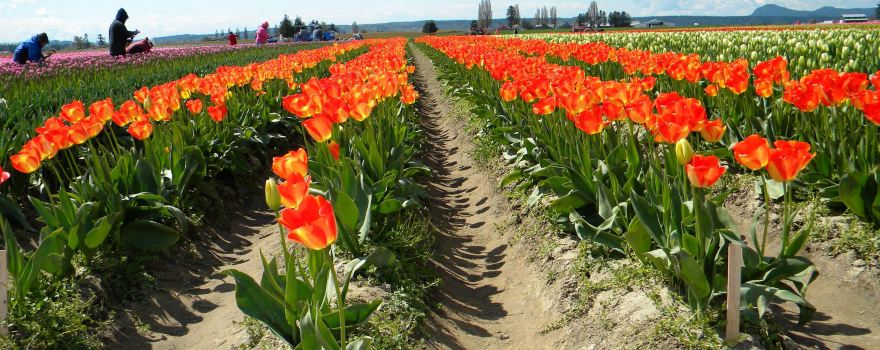 Skagit County