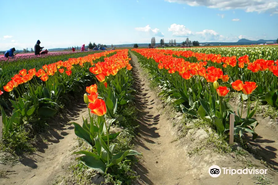 Tulip Town