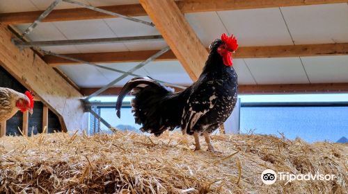 Schapenboerderij Texel