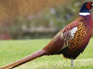 Birds Park / Birds Research Center Hambantota