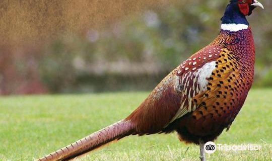 Birds Park & Birds Research Center - Hambantota