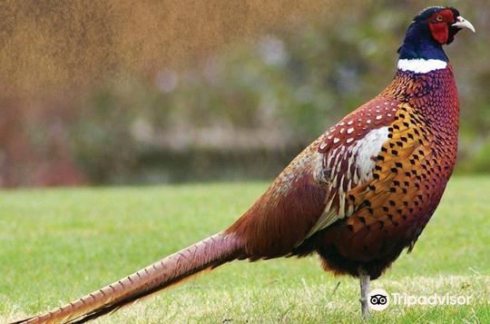 Birds Park & Birds Research Center - Hambantota