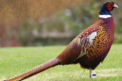 Birds Park & Birds Research Center - Hambantota