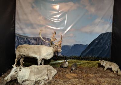 Gros Morne Wildlife Museum