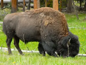 Terry Bison Ranch Resort