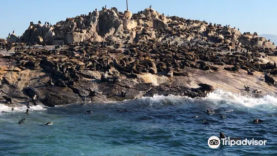 African Shark Eco-Charters- Shark Cage Diving