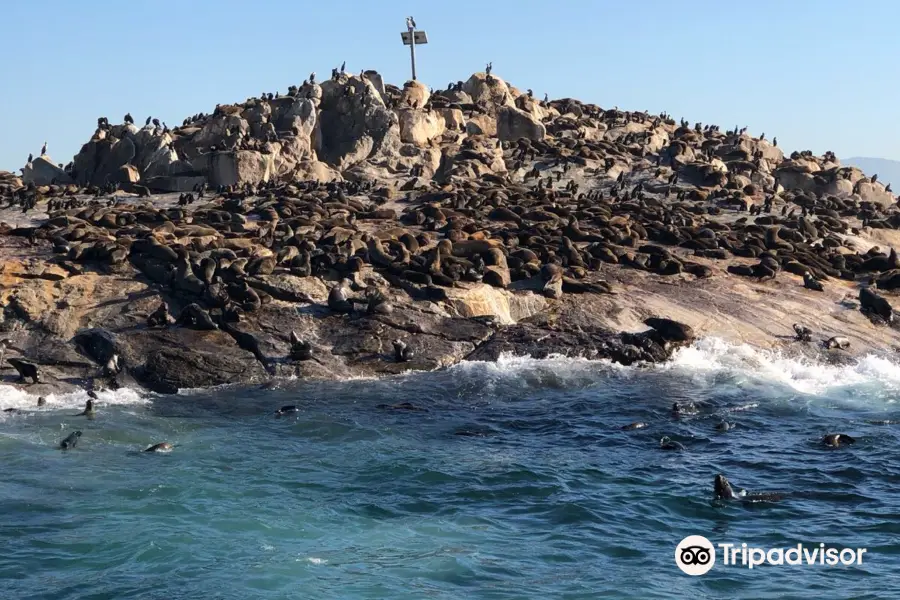 African Shark Eco-Charters- Shark Cage Diving