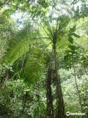 Kasaguadua Natural Reserve