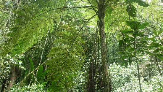Kasaguadua Natural Reserve