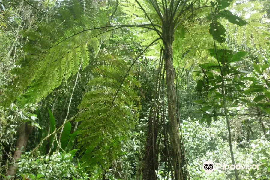 Kasaguadua Natural Reserve